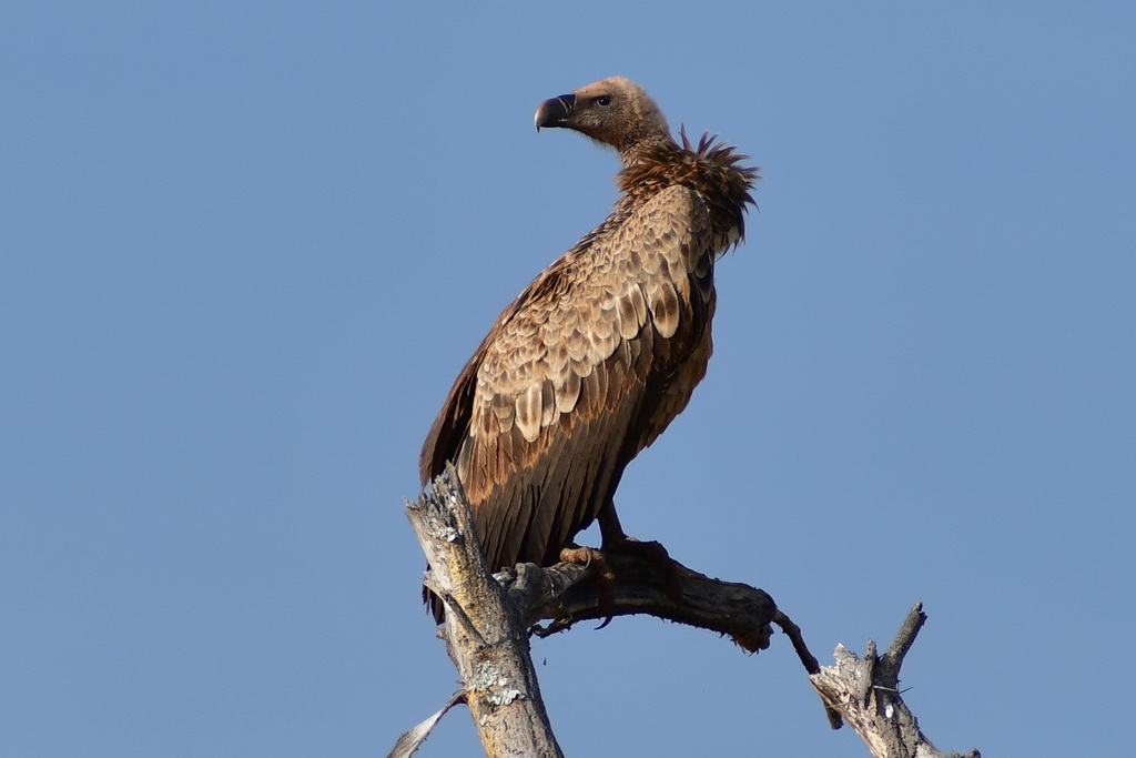 Tarangire NP